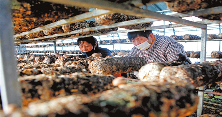 襄汾縣鄧莊村：香菇產業 助農增收